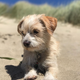 Image for article titled A Definitive Ranking of All the Jezebel Pets, As Judged by 3 Kids
